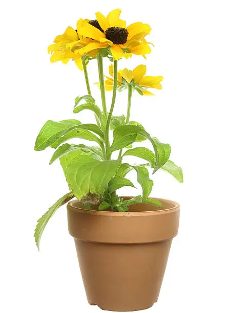 Pictured rudbeckia in a flowerpot.