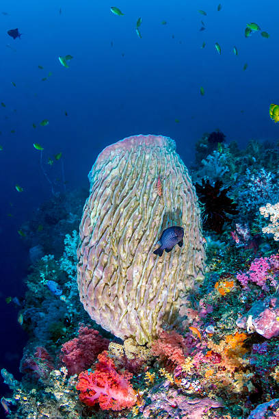 istock Tropical fish swim over a deep coral reef 479942705