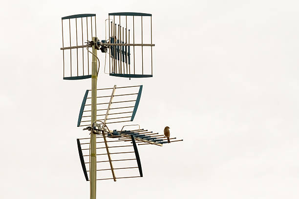 Bird perched on the blades of a TV antenna isolated on white background cloudy sky - Bird perched on the blades of an isolated television antenna on a background of cloudy white sky