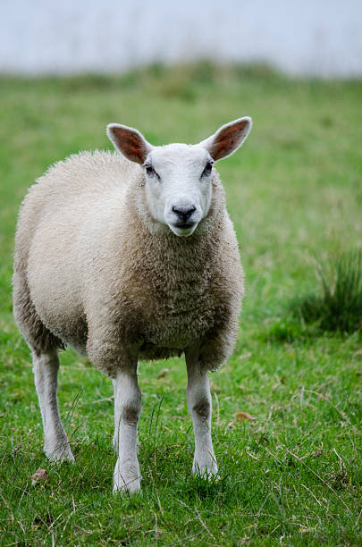istock Young adult Sheep standing in a field 479945510