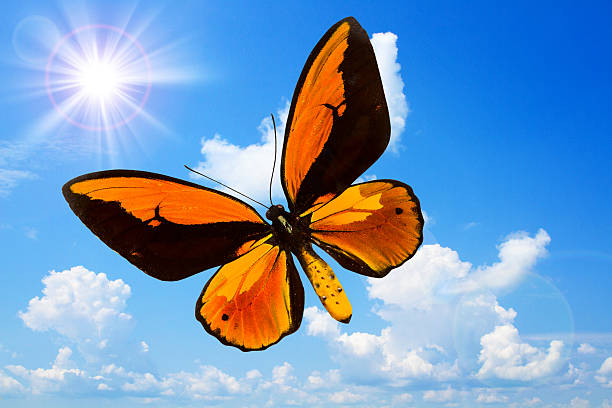 istock Butterfly with open wings in top view 479945961