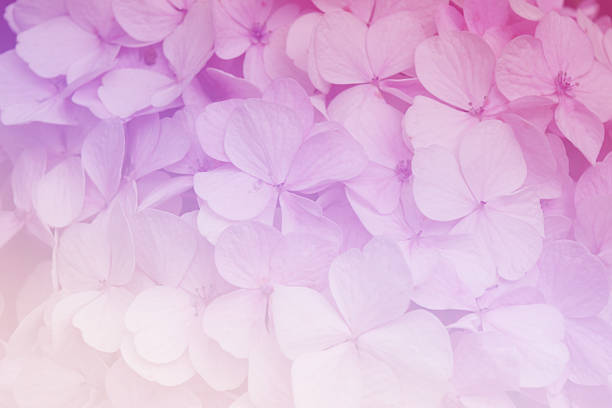 istock Hydrangea flowers in soft color style for Abstract background. 479946080