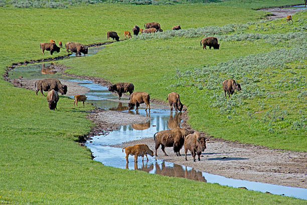 bisonte rebaño beber desde una pequeña corriente de agua. - montana water landscape nature fotografías e imágenes de stock