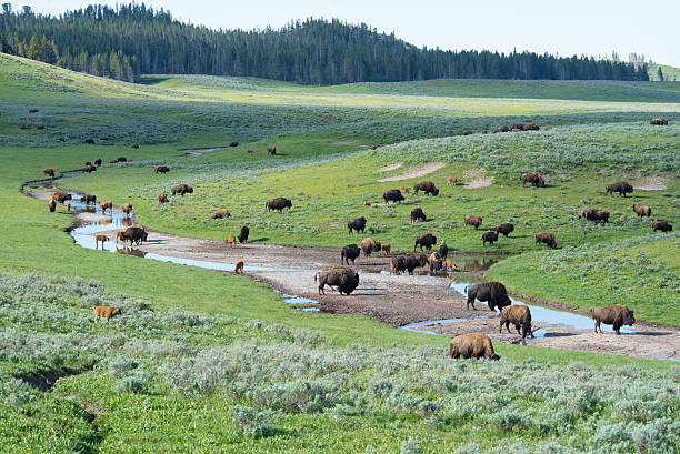 istock Landscape, valley covered with a herd of Bison. 479946160