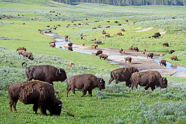 nahaufnahme herde der bison auf einem feld in yellowstone. - american bison stock-fotos und bilder