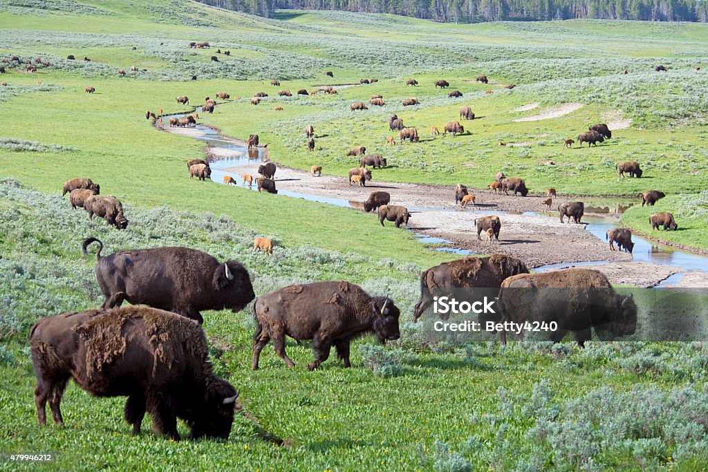 Closeup herd of Bison covering a field in Yellowstone. herd, bison, Yellowstone American Bison Stock Photo