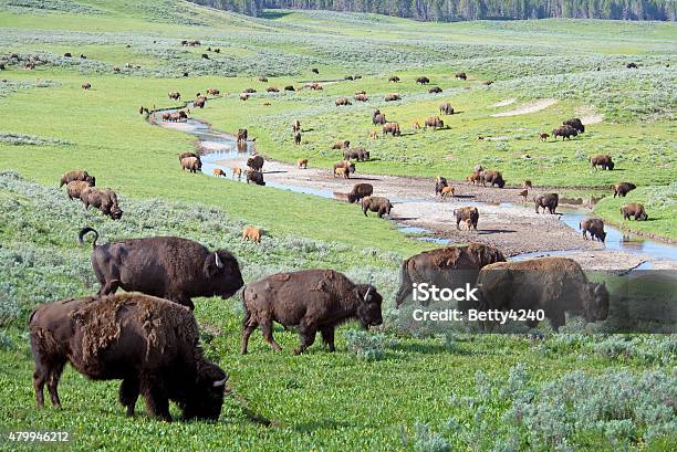 Closeup Herd Of Bison Covering A Field In Yellowstone Stock Photo - Download Image Now