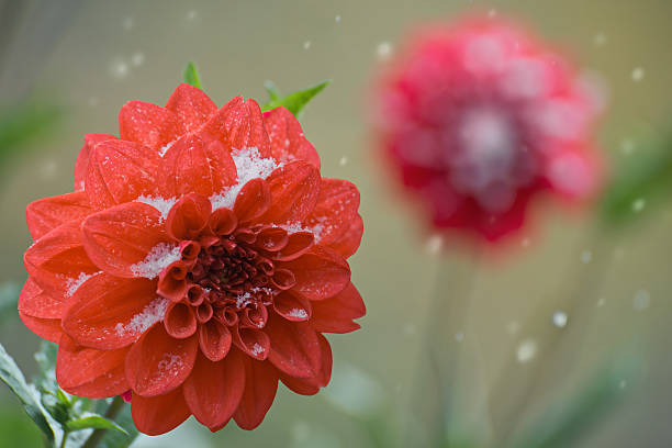 Background unsharp with large falling snowflakes.