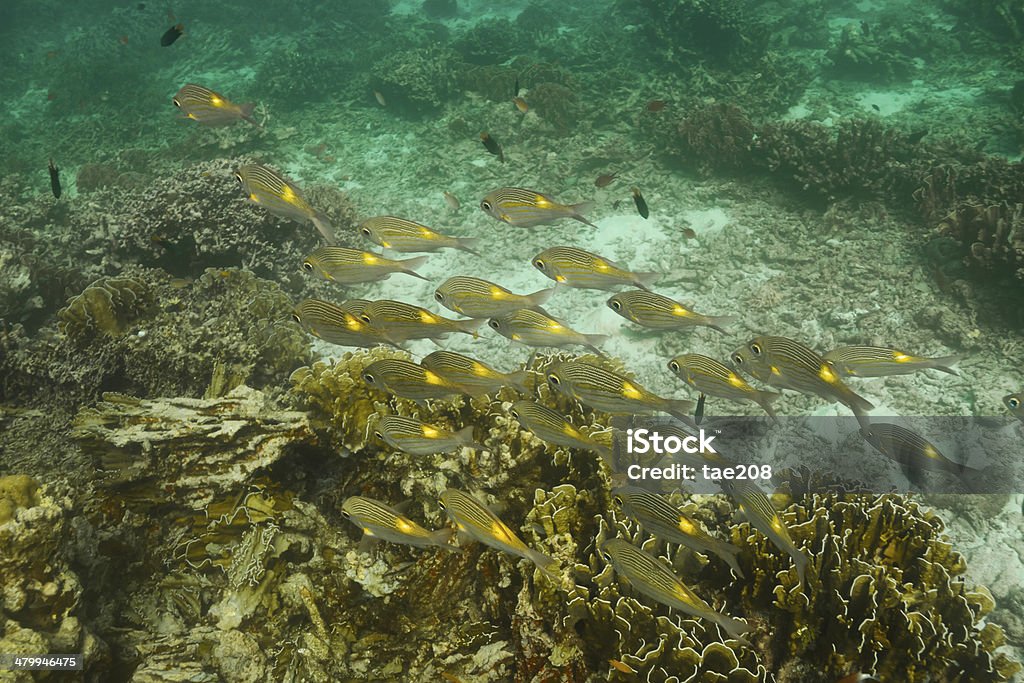 Striped large-eye bream (Gnathodentex aureolineatus) Striped large-eye bream (Gnathodentex aureolineatus) at Similan national park in Thailand Andaman Sea Stock Photo