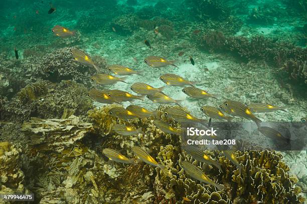 Striped Largeeye Bream Stock Photo - Download Image Now