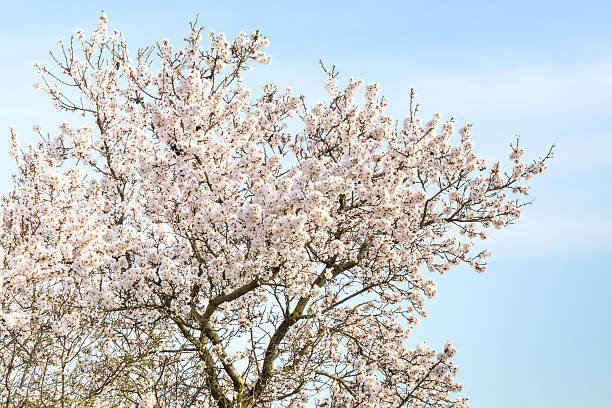 istock Almond tree with spring blossom flowers 479946485