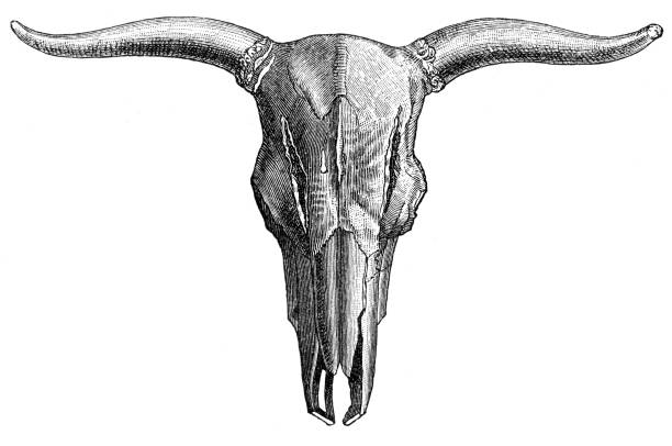 гравировка 1895 cow skull - animal skull cow animal skeleton animal stock illustrations