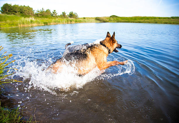 istock dog running through sea 479947558