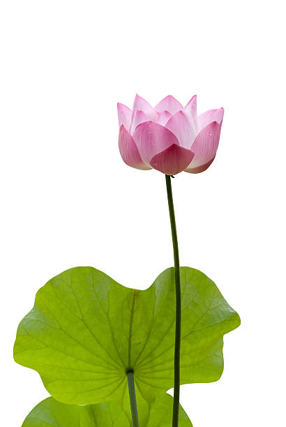 istock Isolation water lily flower and green leaf. 479951383