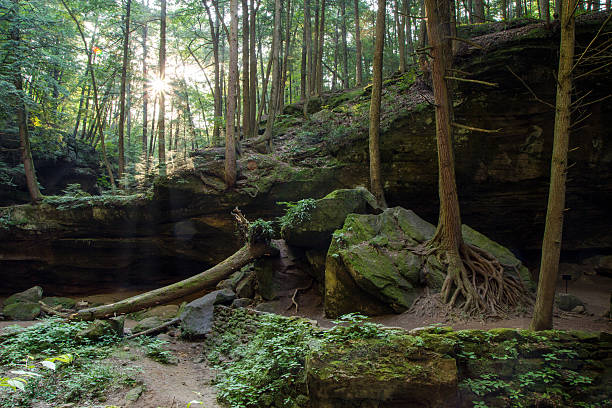 istock If A Tree Falls In The Forest Hocking Hills 479951544
