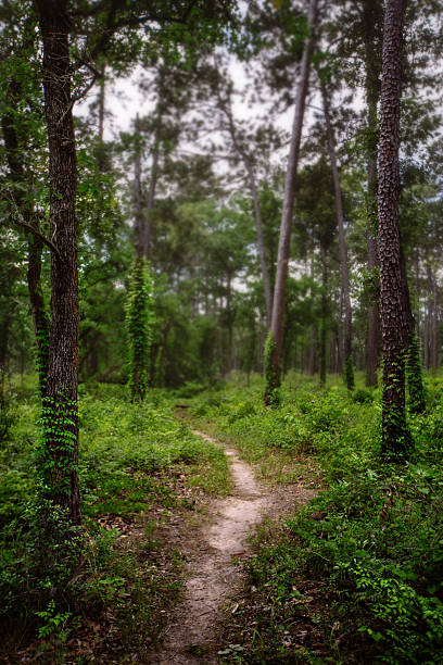 lone star hiking e trail - vertical forest national forest woods foto e immagini stock