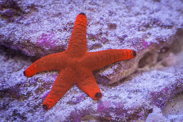 Photo of Red Fromia Starfish in underwater