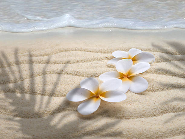 Three tiare flowers on the beach in the palm shadow