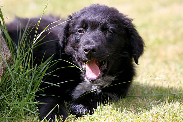 negro, cachorro - begleiter fotografías e imágenes de stock