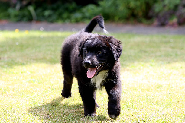 negro, cachorro - begleiter fotografías e imágenes de stock