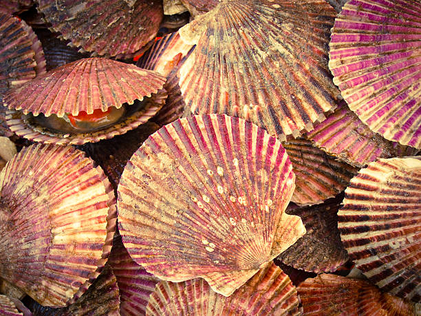 istock Colourful mussels in Chilean fish market 479954517