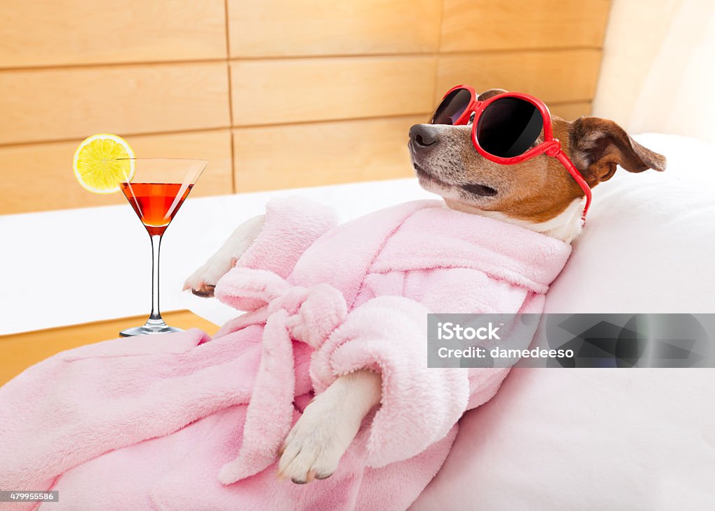 Hund spa und wellness - Lizenzfrei Hund Stock-Foto