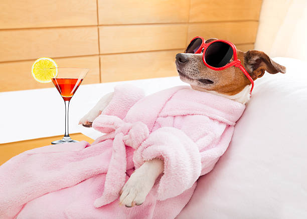 dog spa wellness jack russell dog relaxing  and lying, in   spa wellness center ,wearing a  bathrobe and funny sunglasses , martini cocktail inlcuded bathrobe photos stock pictures, royalty-free photos & images