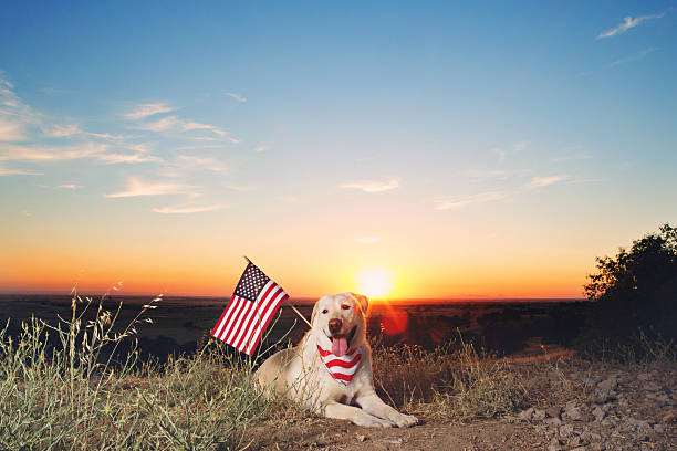Patriotic Yellow Lab At Sunset