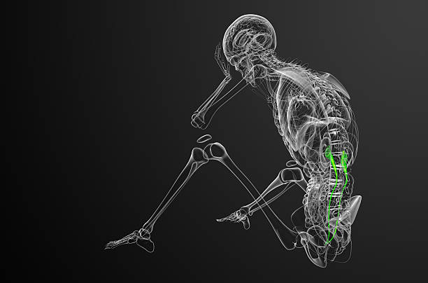 istock 3d render medical illustration of the ureter 479956272