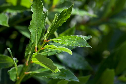 Fresh Bay Leaves - Useful for Cooking. Can be used as inspiration using fresh bay leaves.