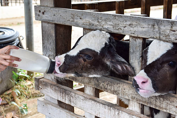istock Milk feeding of a calf. 479958390