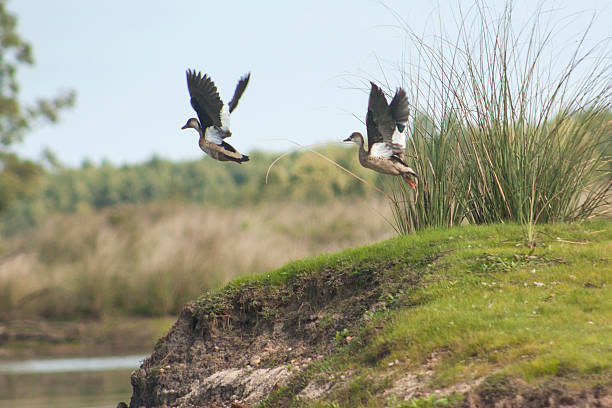 istock Cutiri ducks in the wild 479958732