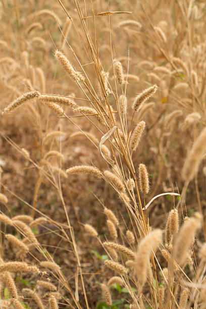 istock feather pennisetum,mission grass 479959079