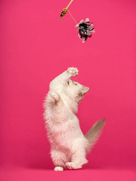 cat playing, pawing up at a stick toy, pink background