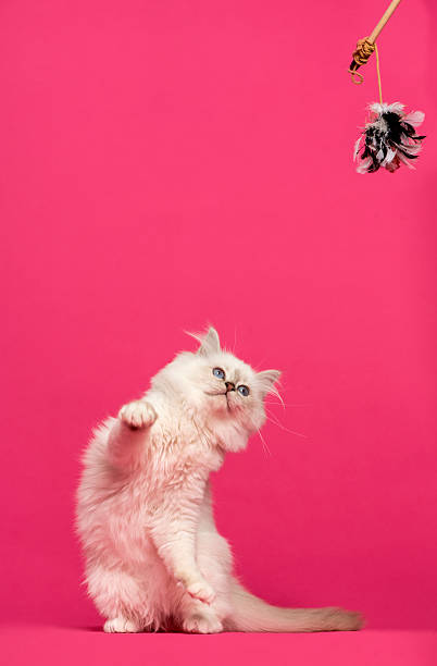 istock Birman cat playing, looking at a stick toy, pink background 479959259