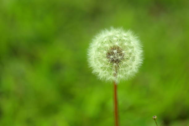 istock Close-up Dandelion in morning sun 479960774