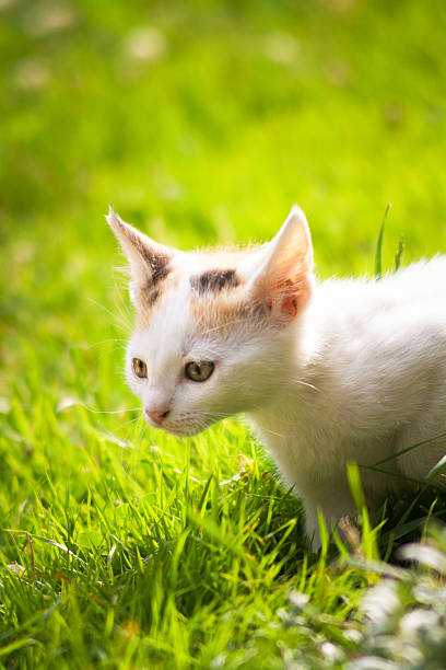 istock Little cat playing in garden 479960976