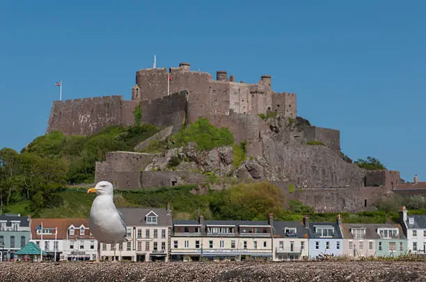 Photo of Seagull near Mount Pride castle