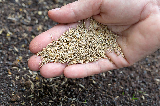 istock Female hand holding grass seeds 479963857
