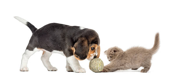 istock Beagle puppy and Highland fold kitten playing with a ball 479964121