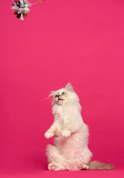 istock cat on hind legs, looking up at a toy 479964133