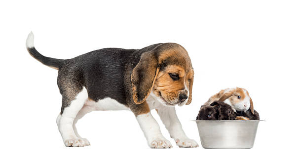 istock Beagle puppy looking at his bowl full of rabbits 479964145