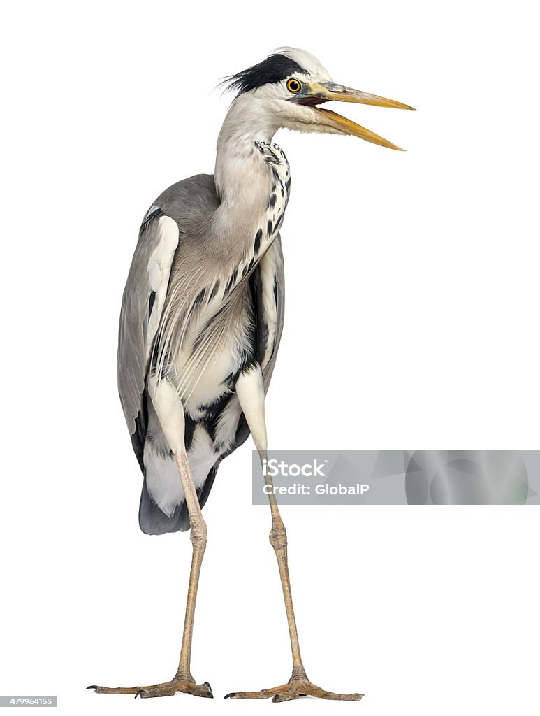 En colère Grey Heron Ardea grise, screaming, 5 ans - Photo de Agression libre de droits