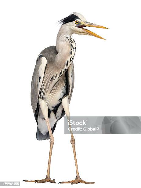 Photo libre de droit de En Colère Grey Heron Ardea Grise Screaming 5 Ans banque d'images et plus d'images libres de droit de Agression - Agression, Animal vertébré, Appel