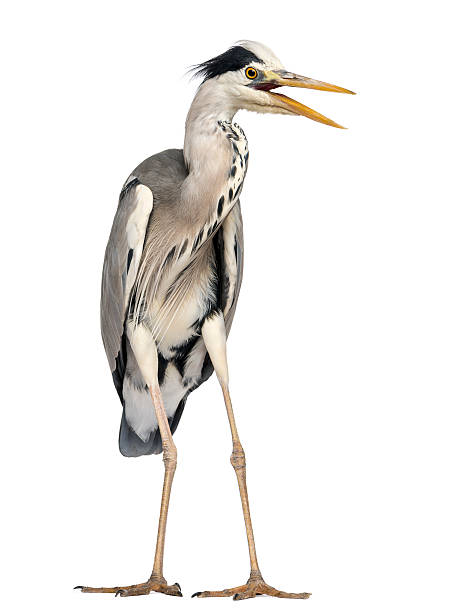 istock Angry Grey Heron screaming, Ardea Cinerea, 5 years old 479964155