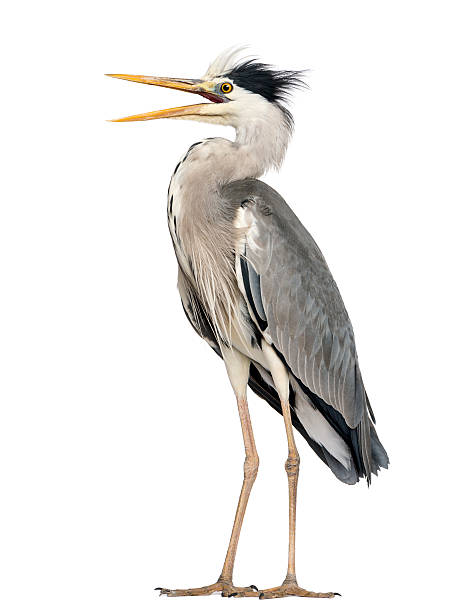 istock Angry Grey Heron standing, screaming, Ardea Cinerea, 5 years old 479964183