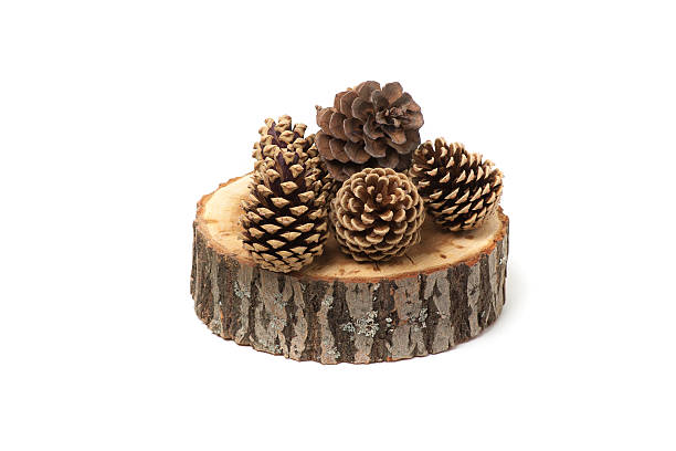 istock cedar cones on wood slice, isolated 479965836