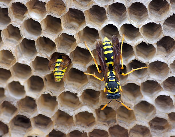 istock nest of wasp 479966529