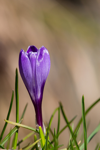 Semi-closed violet crocus on homogenous background