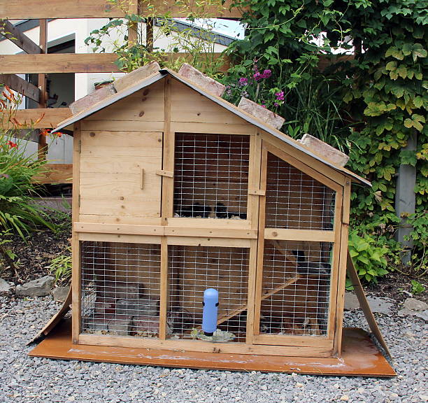 istock House-cage for  guinea pigs 479968649